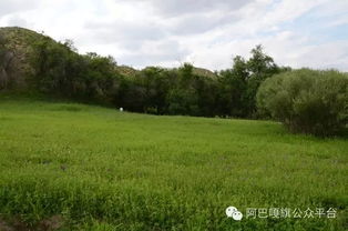 阿巴嘎旗 媒體探訪沙地生態治理成果，育苗造林守護綠色希望